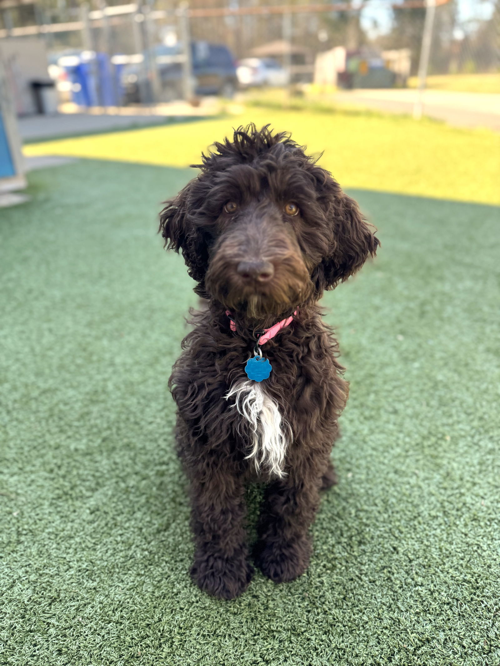 Molly - NO LONGER ACCEPTING APPLICATIONS!
