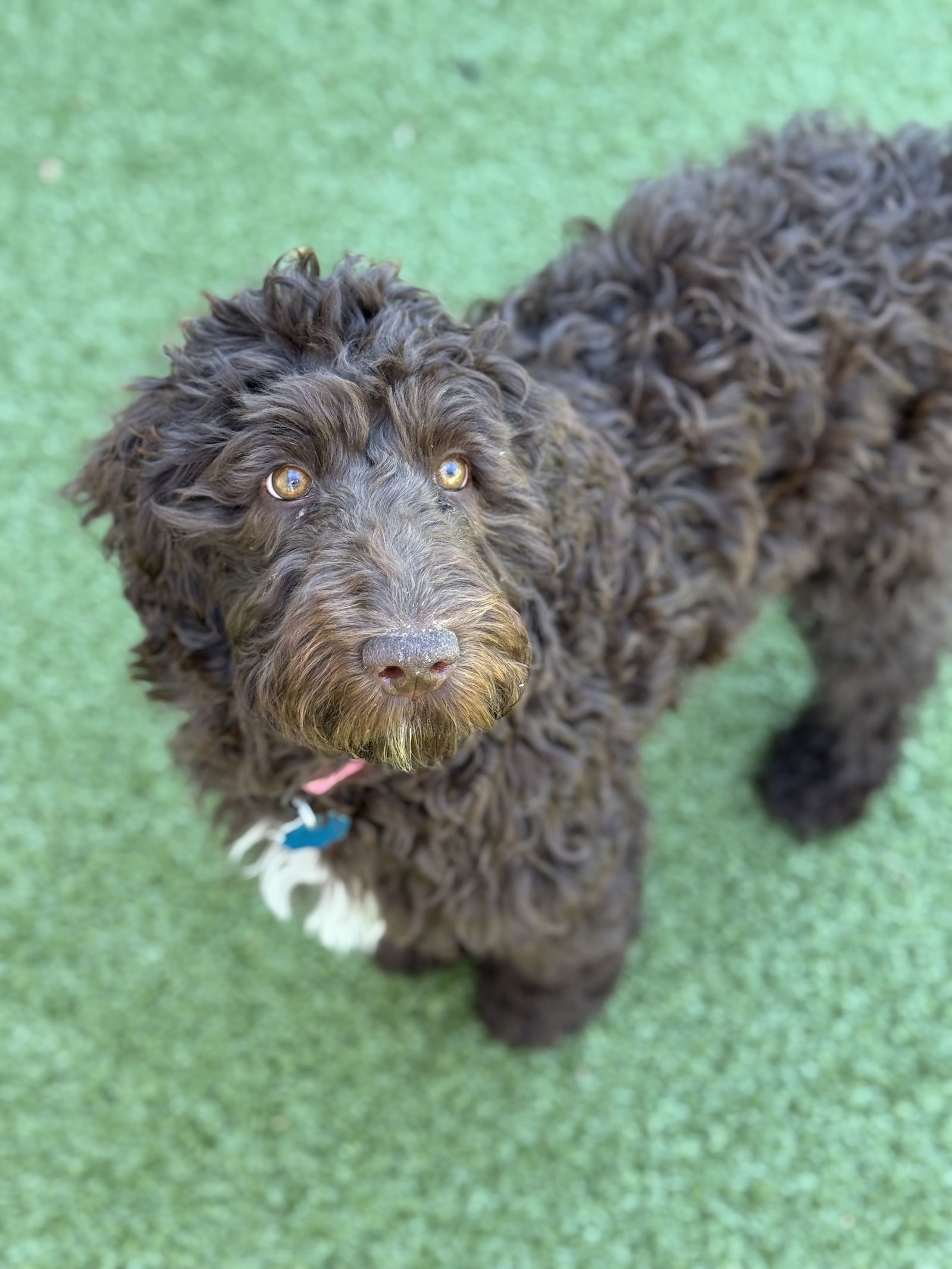 Molly - NO LONGER ACCEPTING APPLICATIONS!