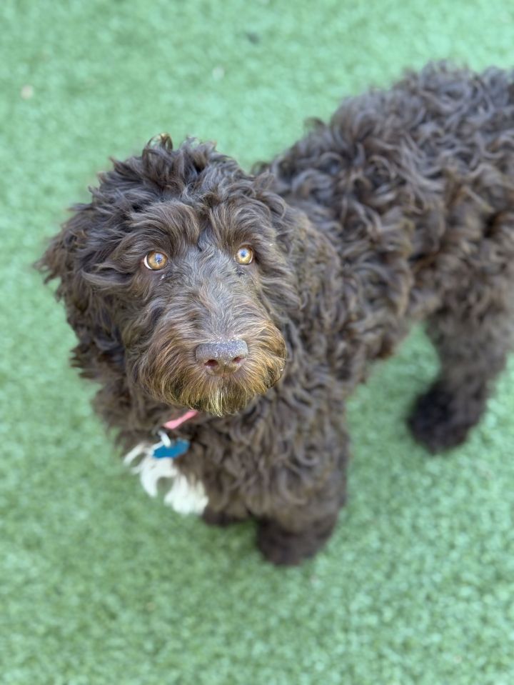 Molly - ADOPTED!! 2