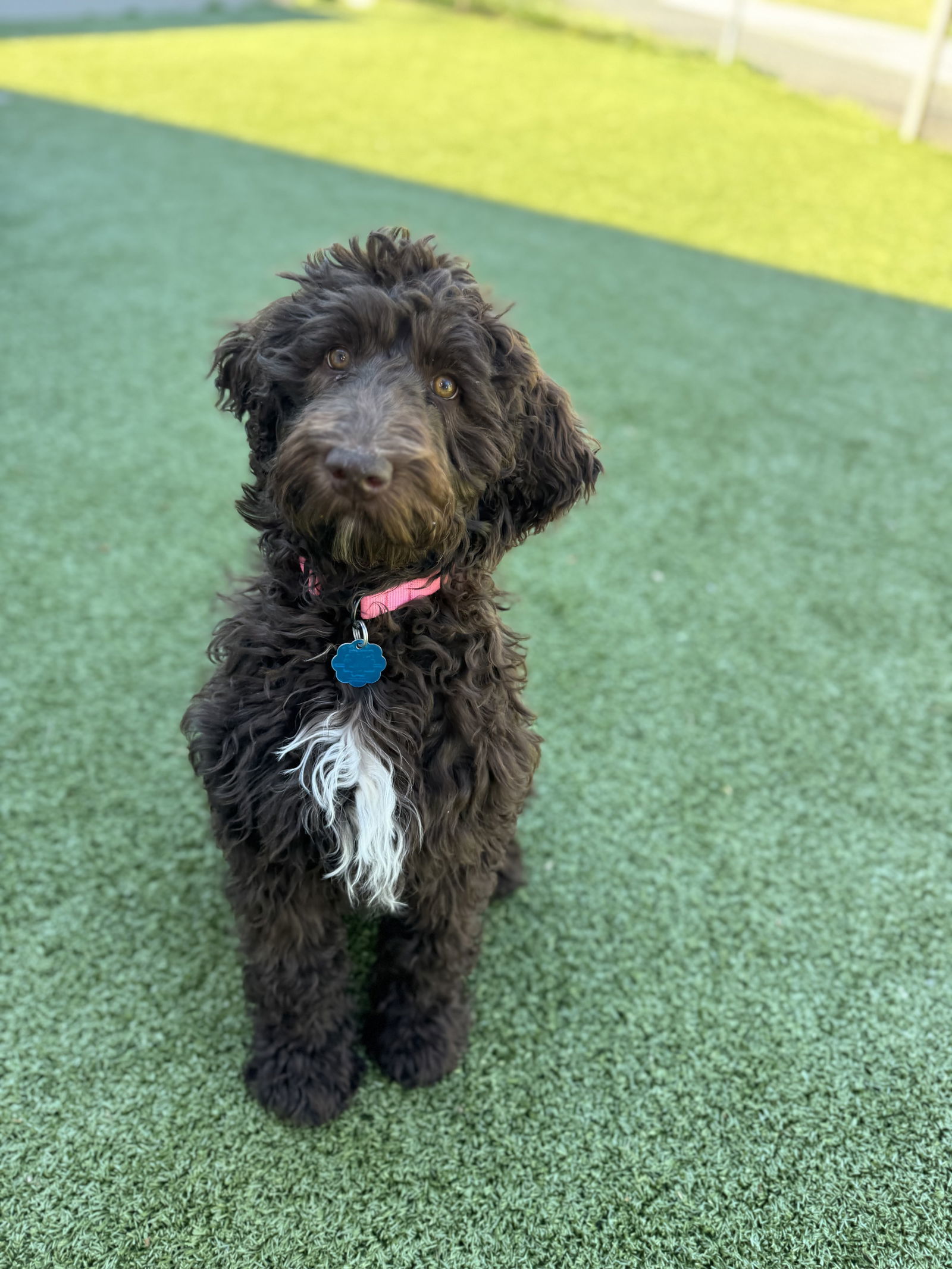 Molly - NO LONGER ACCEPTING APPLICATIONS!