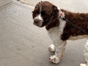 Meet Sweet Almost 3-Year-Old Spaniel Introducing our delightful almost 3-year-old spaniel a lovin