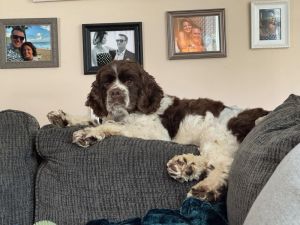 Meet Sweet Almost 3-Year-Old Spaniel Introducing our delightful almost 3-year-old spaniel a lovin