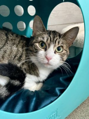 Dq, Adult Female Domestic Short Hair