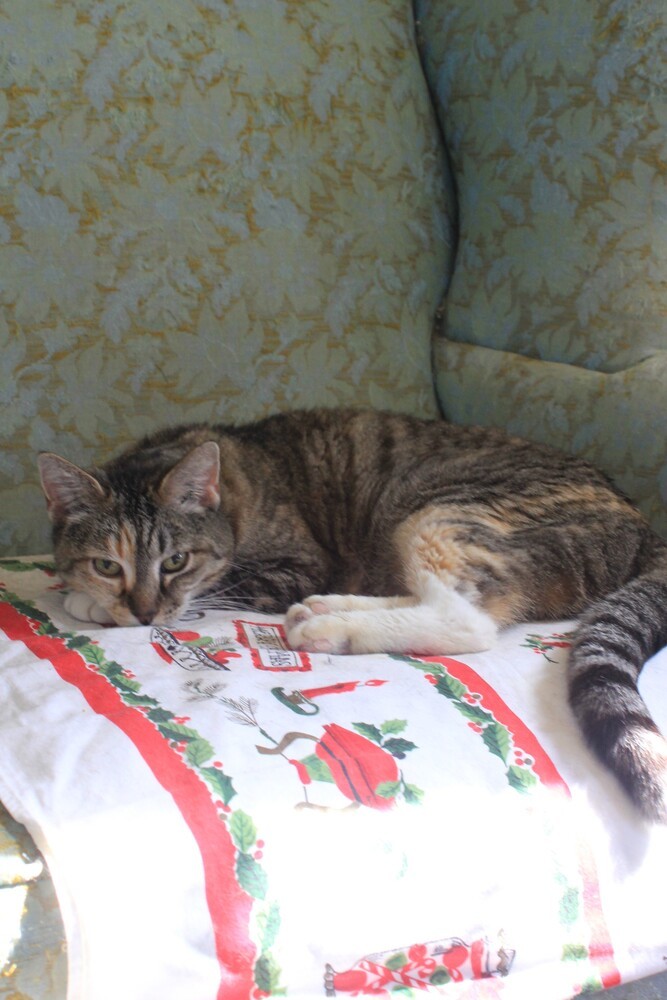 Gatoretta