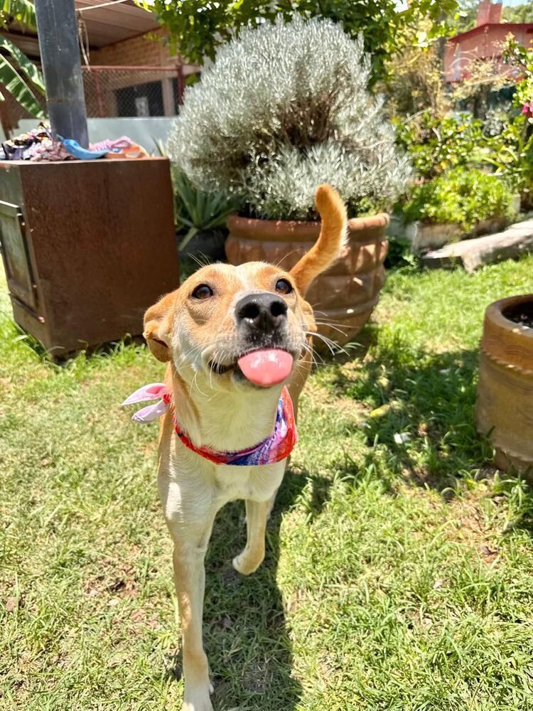 JULIETA, an adoptable Labrador Retriever in Langley, BC, V2Y 3K1 | Photo Image 1