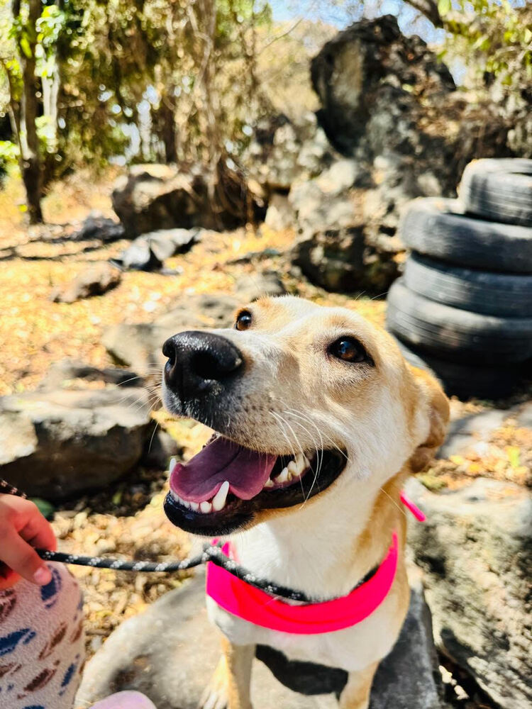 JULIETA, an adoptable Labrador Retriever in Langley, BC, V2Y 3K1 | Photo Image 2