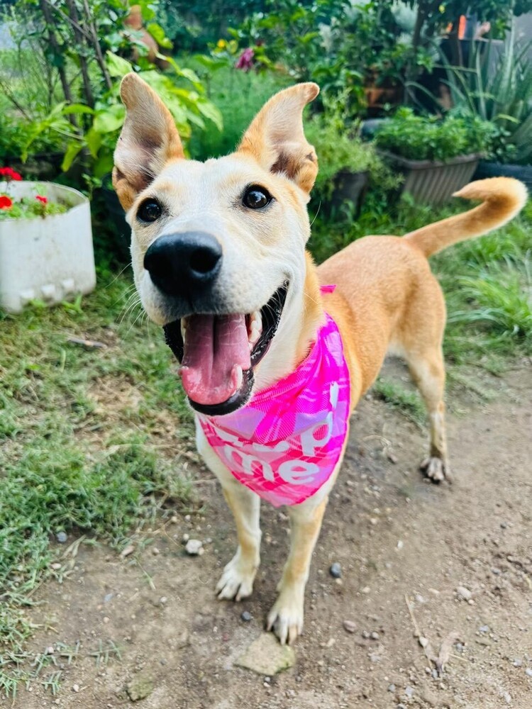 JULIETA, an adoptable Labrador Retriever in Langley, BC, V2Y 3K1 | Photo Image 2