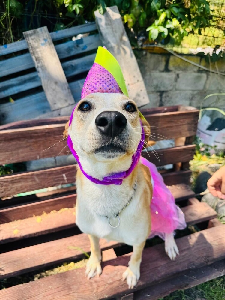 JULIETA, an adoptable Labrador Retriever in Langley, BC, V2Y 3K1 | Photo Image 4