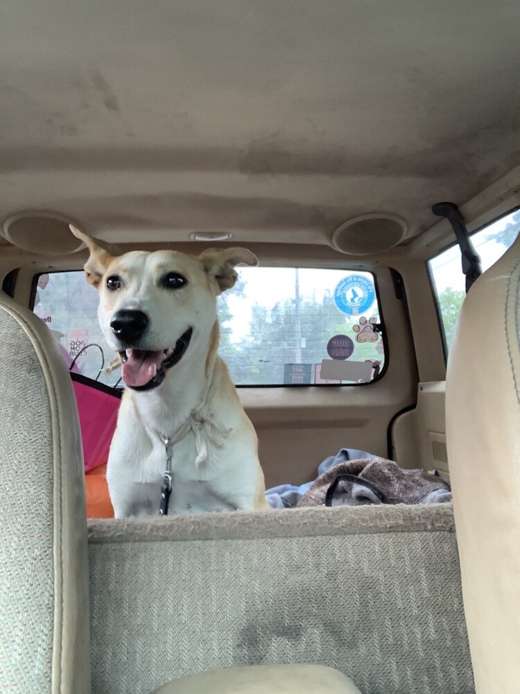 JULIETA, an adoptable Labrador Retriever in Langley, BC, V2Y 3K1 | Photo Image 4