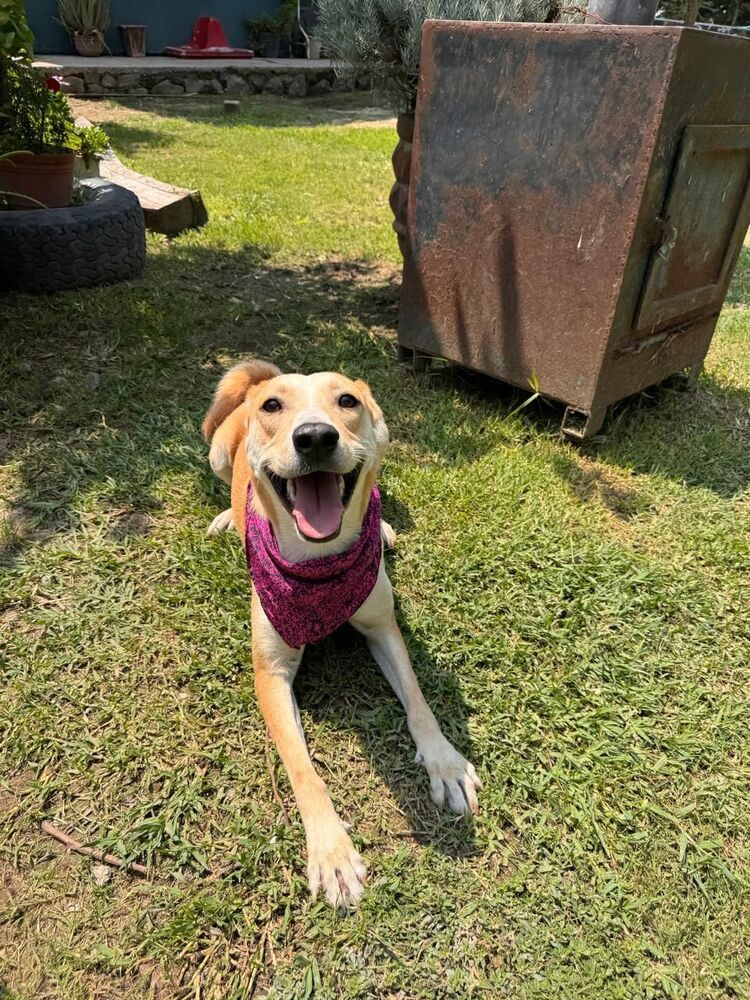 JULIETA, an adoptable Labrador Retriever in Langley, BC, V2Y 3K1 | Photo Image 5