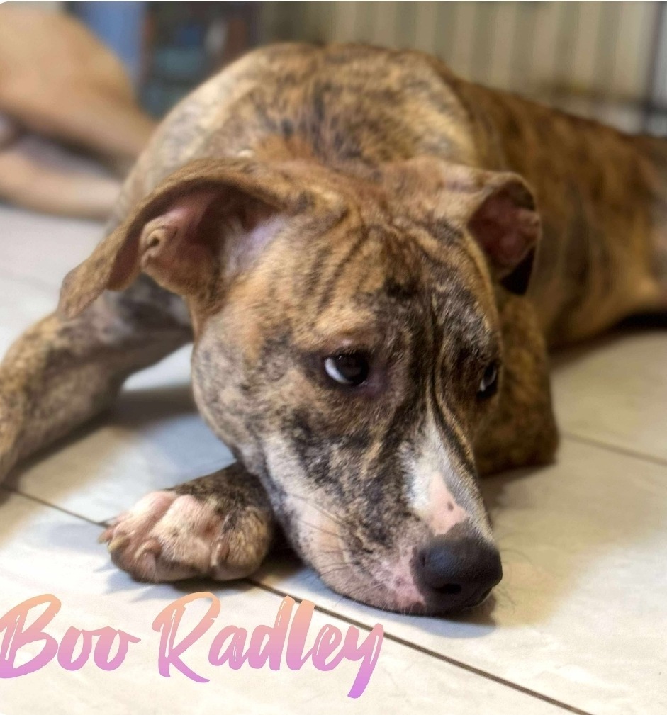 Boo Radley Anderson