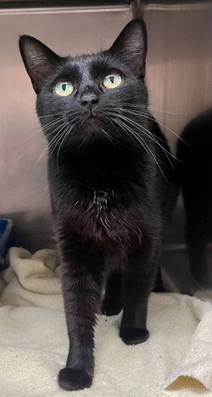 Starlight, Adult Female Domestic Short Hair