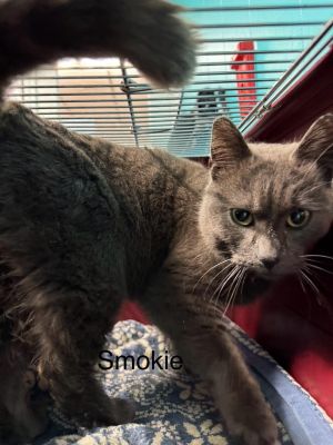 Smokie