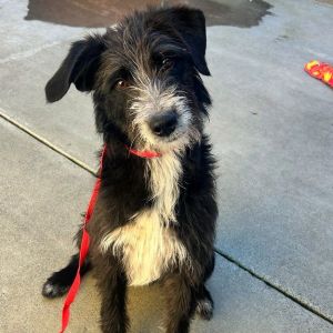 Personality very sweet reserved Breed Doodleterrier mix Age  1 year Weight 40 lbs Sex male Fo