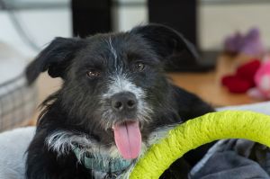Personality sweet gentle Breed Doodleterrier mix Age  1 year Weight 40 lbs Sex female Rescued