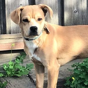 Personality loving reserved Breed Terrier mix Age 1yo Weight 25-30 lbs Sex male Rescued from F