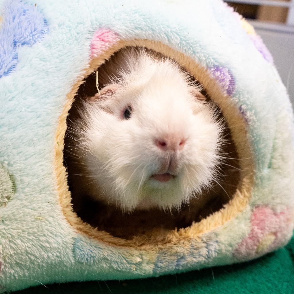 Fluffer