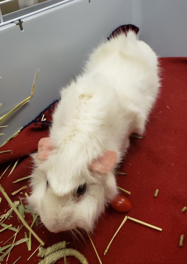 Fluffer