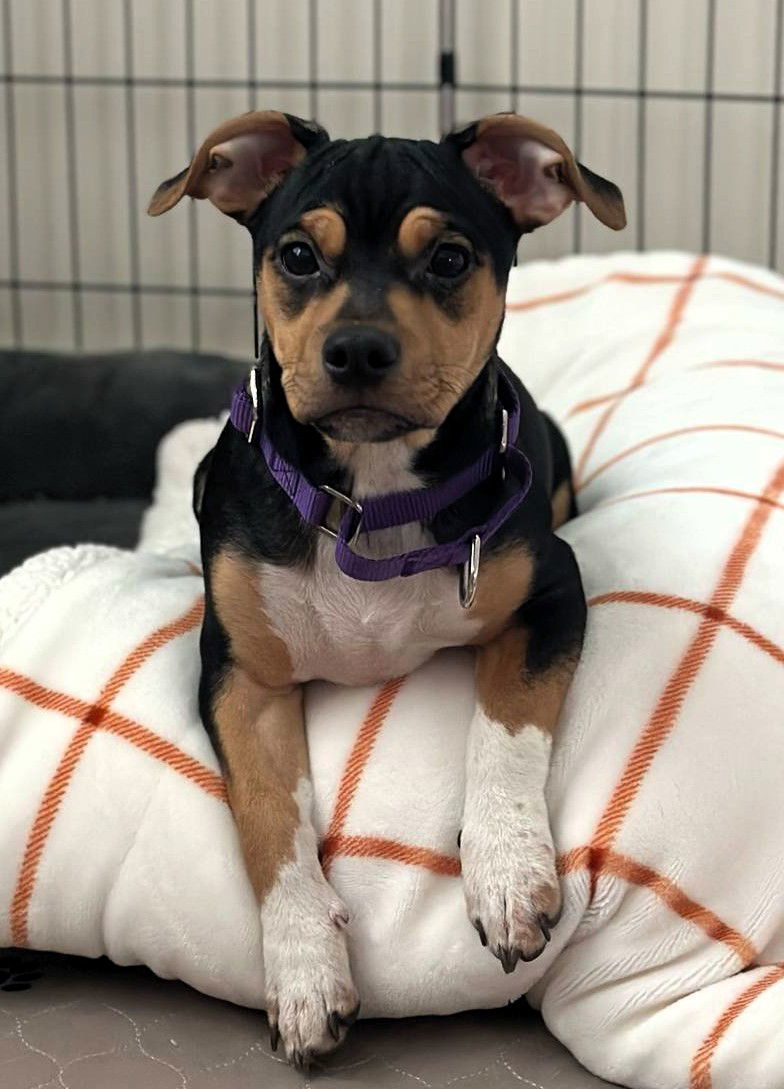 Lexie