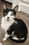 Pepper G photo 2