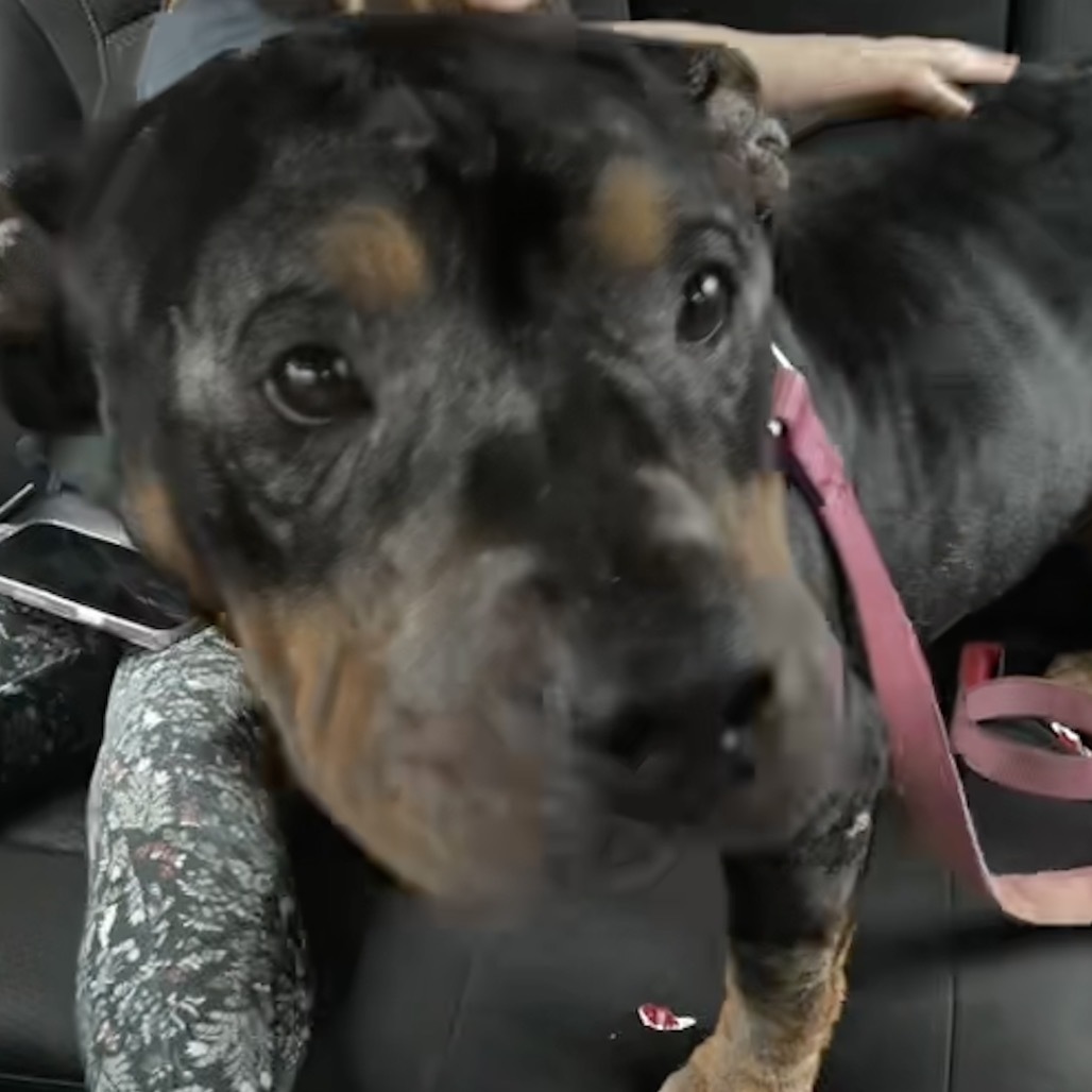Arabella