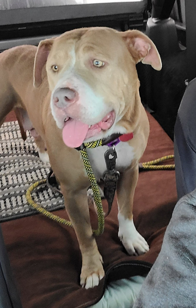 Norma