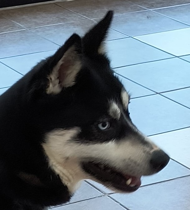 Gunny/Maui