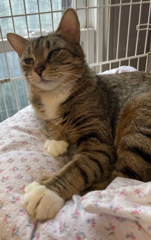 Darcy, Adult Female Domestic Short Hair