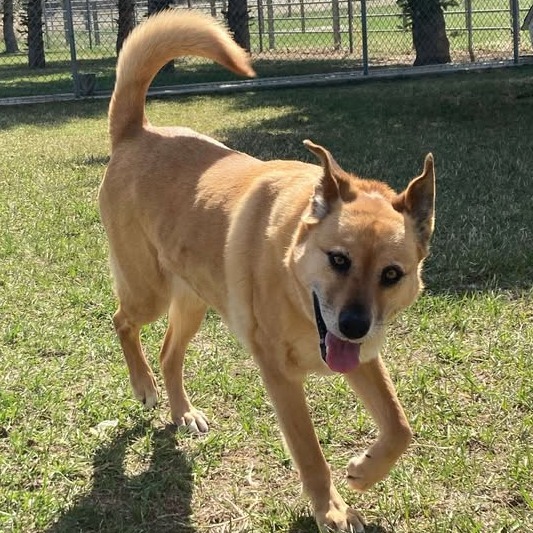 Quinn, an adoptable Shepherd in Buffalo, WY, 82834 | Photo Image 1