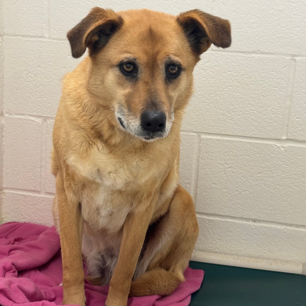 Quinn, an adoptable Shepherd in Buffalo, WY, 82834 | Photo Image 2