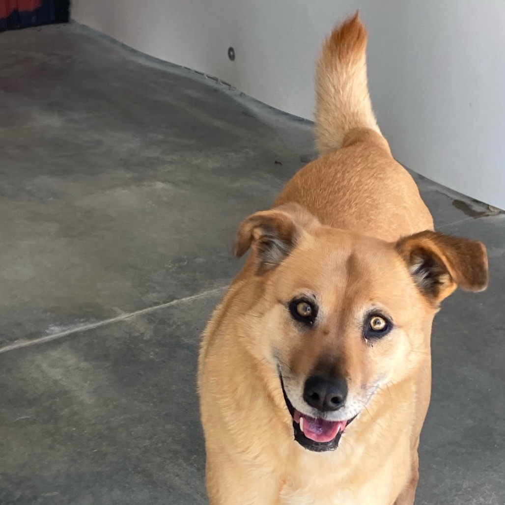 Quinn, an adoptable Shepherd in Buffalo, WY, 82834 | Photo Image 3