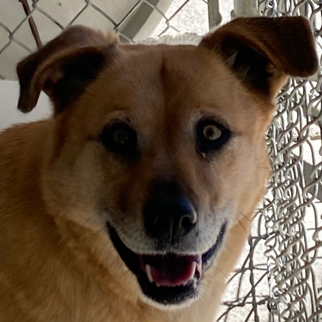 Quinn, an adoptable Shepherd in Buffalo, WY, 82834 | Photo Image 4