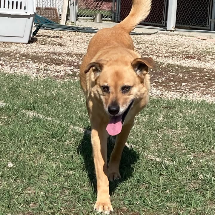 Quinn, an adoptable Shepherd in Buffalo, WY, 82834 | Photo Image 5