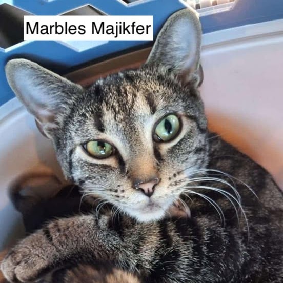 Marbles Majikfer