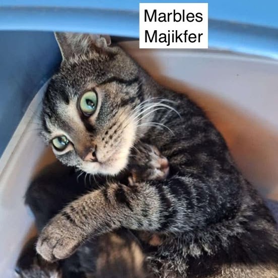 Marbles Majikfer