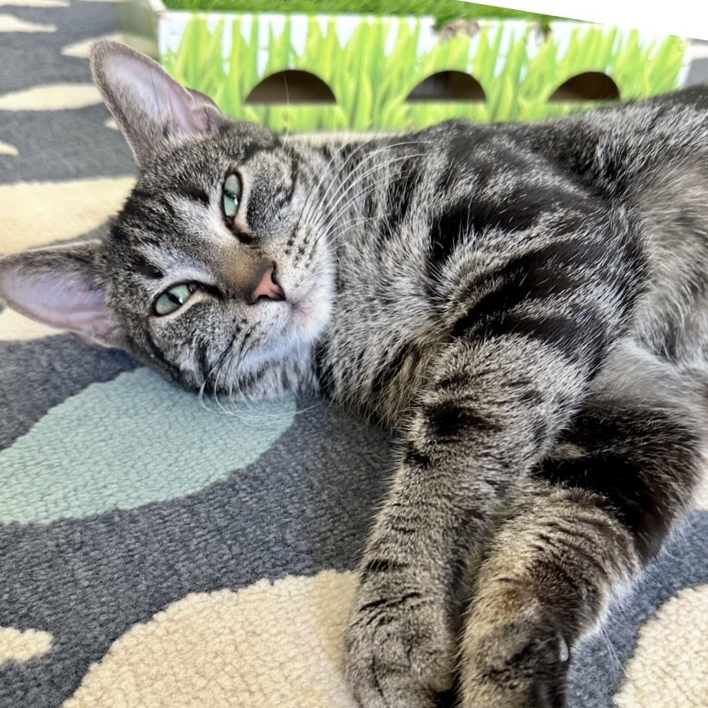 Marbles Majikfer