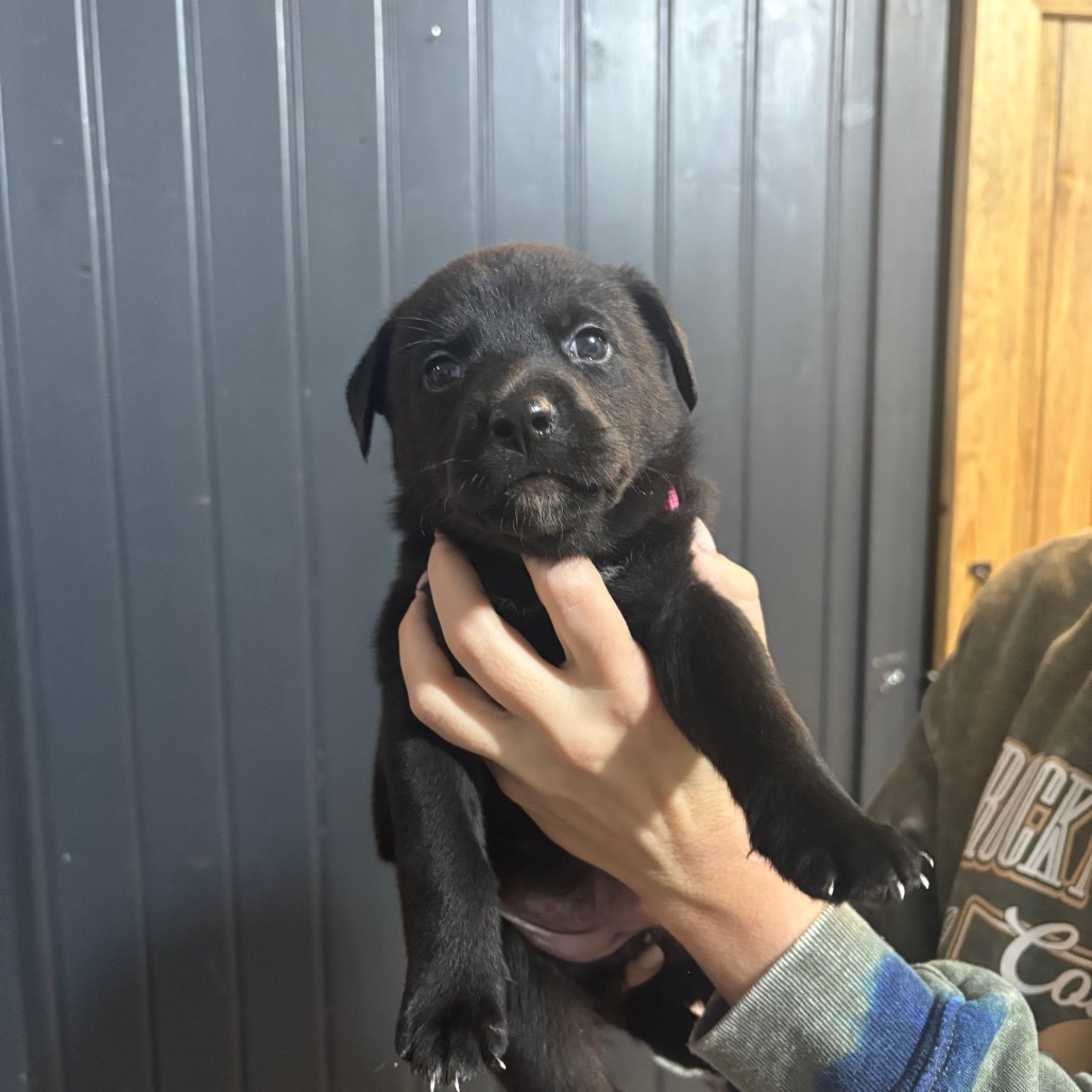 Nellie, an adoptable Mixed Breed in Bismarck, ND, 58507 | Photo Image 1