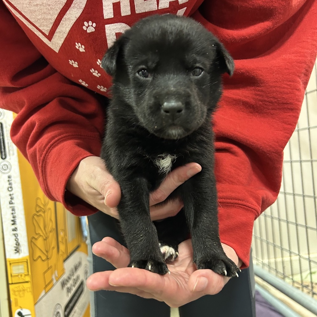 Nellie, an adoptable Mixed Breed in Bismarck, ND, 58507 | Photo Image 2