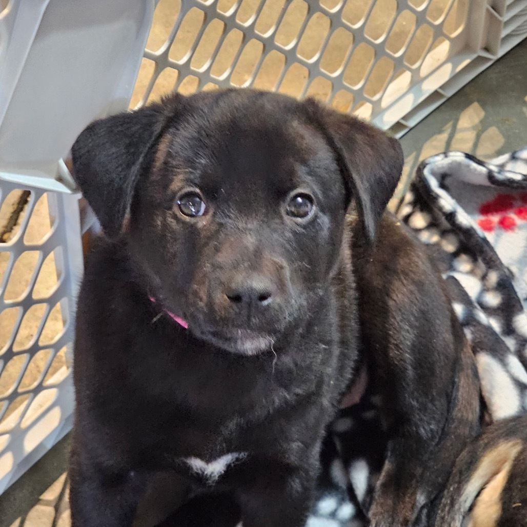 Nellie, an adoptable Mixed Breed in Bismarck, ND, 58507 | Photo Image 5
