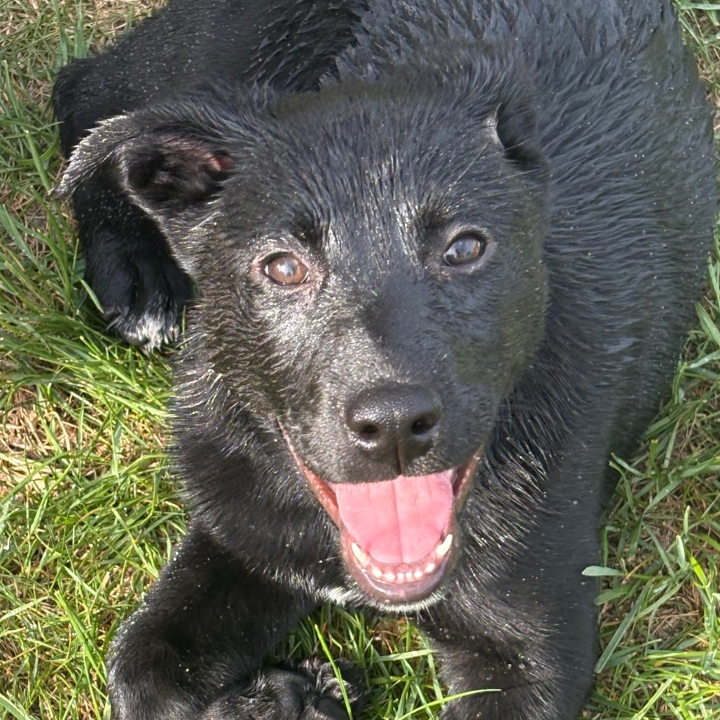 Nellie, an adoptable Mixed Breed in Bismarck, ND, 58507 | Photo Image 6