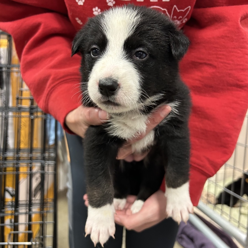 Tillie, an adoptable Mixed Breed in Bismarck, ND, 58507 | Photo Image 2