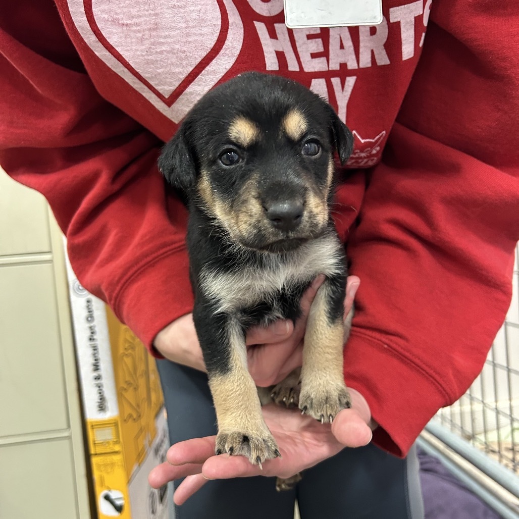 Willow, an adoptable Mixed Breed in Bismarck, ND, 58507 | Photo Image 2
