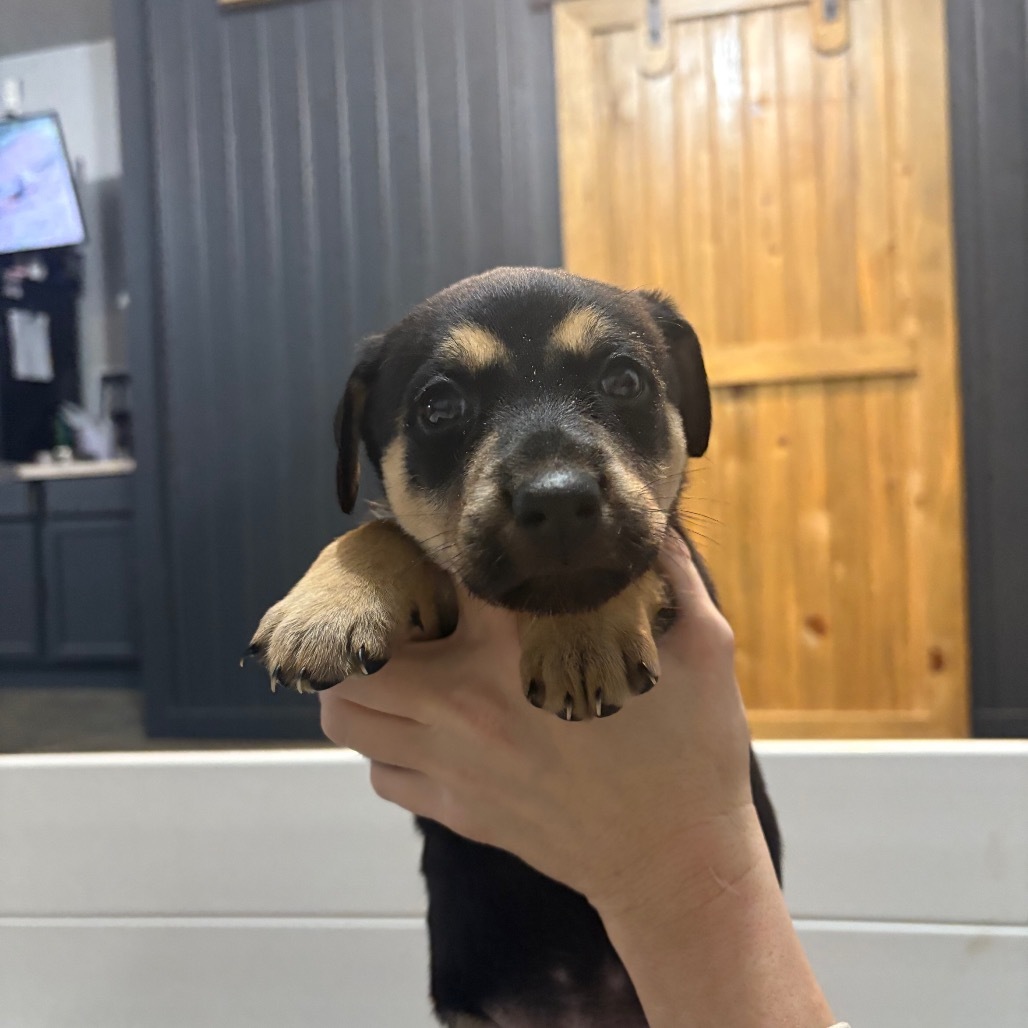 Willow, an adoptable Mixed Breed in Bismarck, ND, 58507 | Photo Image 3