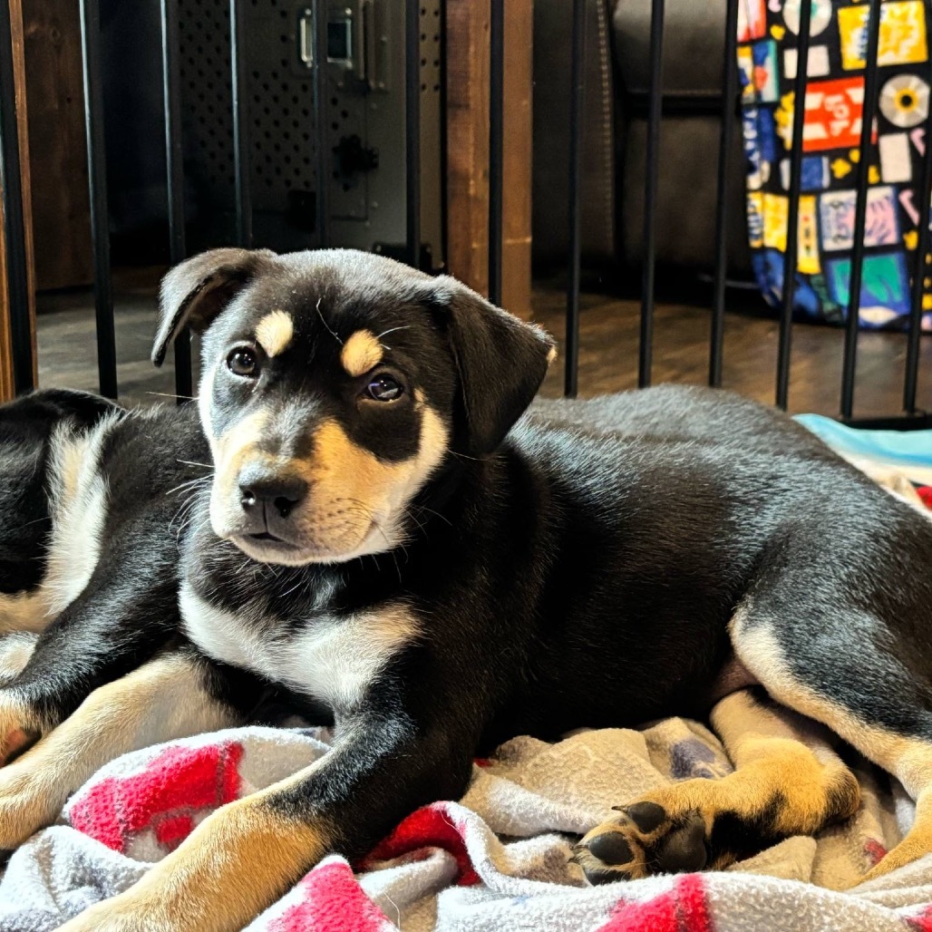 Summit, an adoptable Mixed Breed in Bismarck, ND, 58507 | Photo Image 1