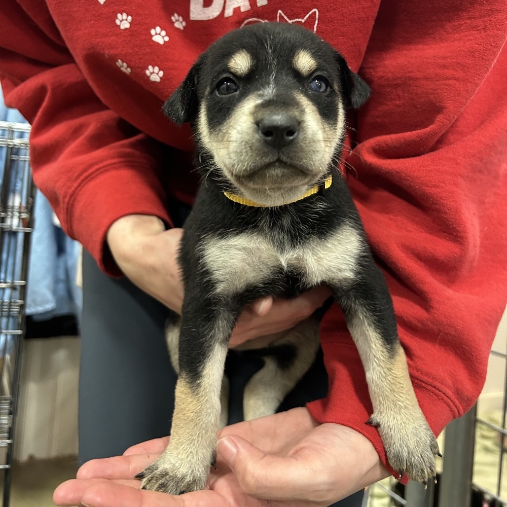 Summit, an adoptable Mixed Breed in Bismarck, ND, 58507 | Photo Image 2