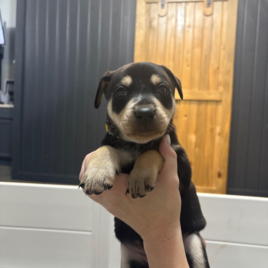 Summit, an adoptable Mixed Breed in Bismarck, ND, 58507 | Photo Image 3