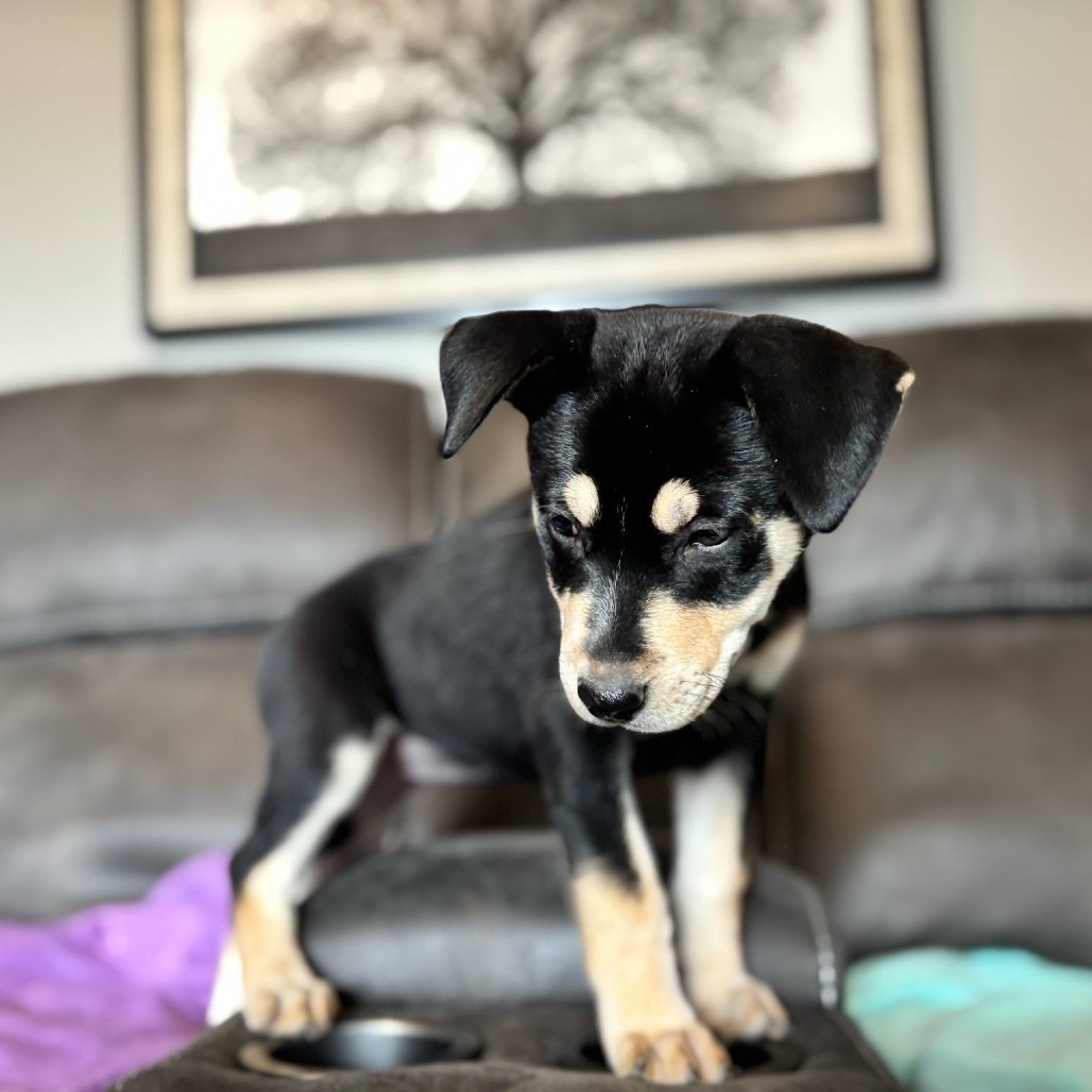 Summit, an adoptable Mixed Breed in Bismarck, ND, 58507 | Photo Image 4