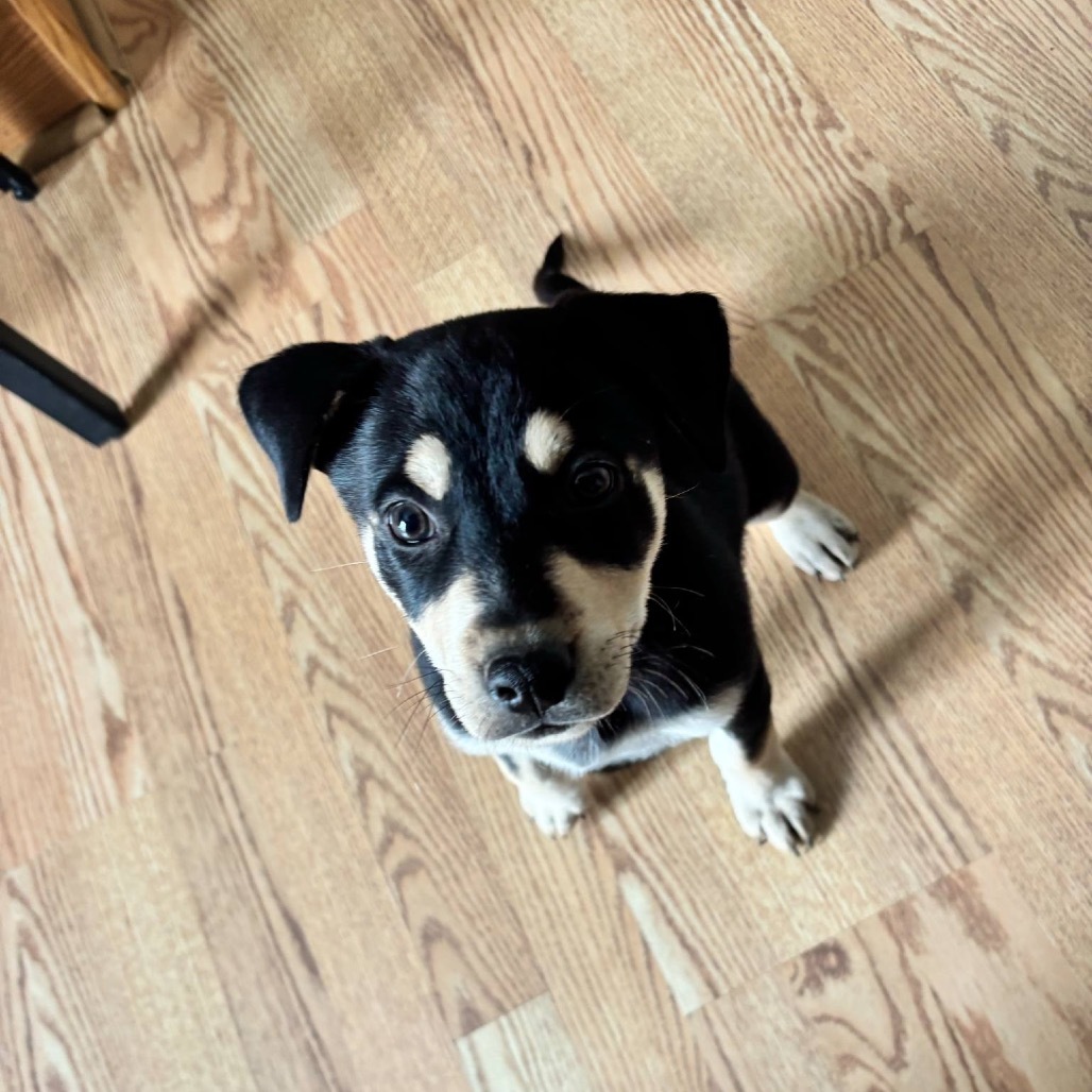 Summit, an adoptable Mixed Breed in Bismarck, ND, 58507 | Photo Image 5