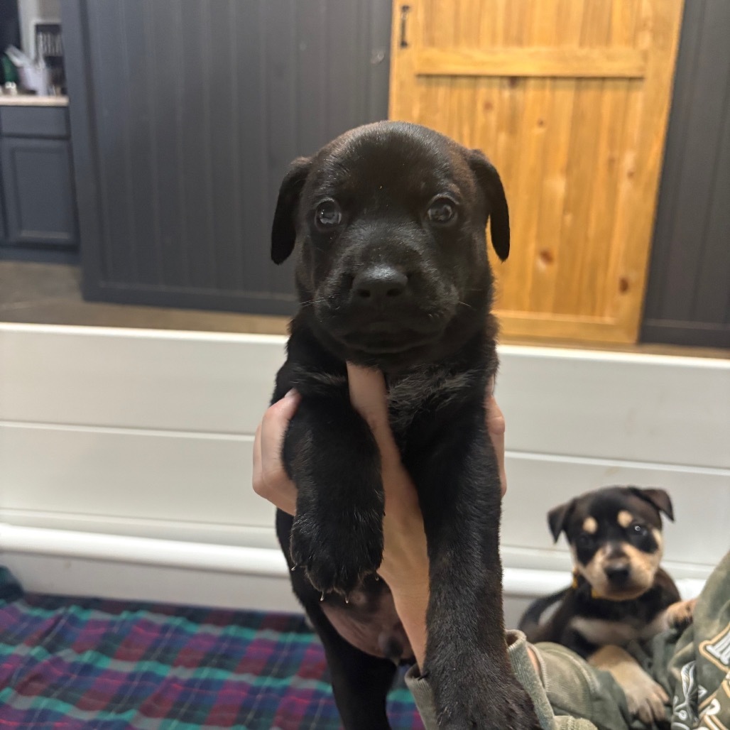 Otto, an adoptable Mixed Breed in Bismarck, ND, 58507 | Photo Image 1