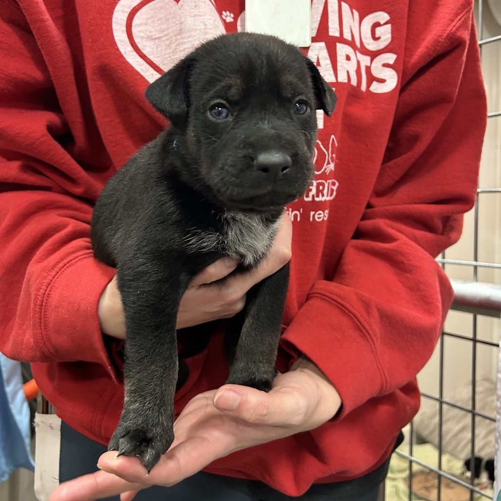Otto, an adoptable Mixed Breed in Bismarck, ND, 58507 | Photo Image 2